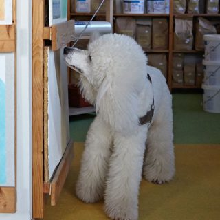 Schimmel messen und beurteilen - Schimmelspürhund