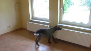Schimmelspuerhund bei der Arbeit