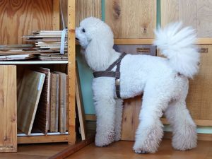 Schimmelspürhund im Einsatz